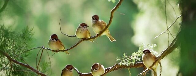 Garden Club: Birdwatching