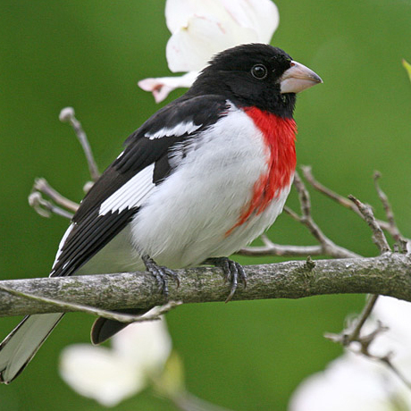 Garden Club: Birdwatching - logo